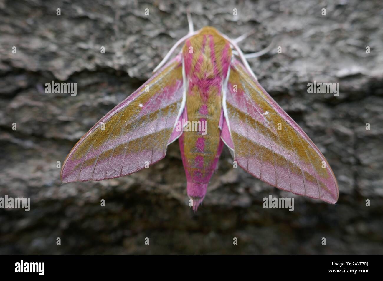 elephant hawk moth Stock Photo Alamy