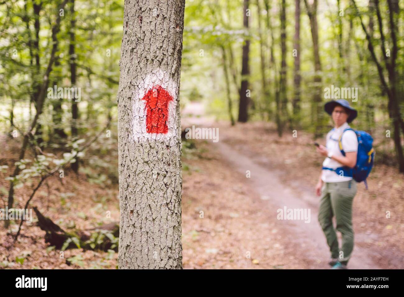 Hiking marked trail in the forest. Marking the tourist route painted on the tree. Touristic route sign. Travel route sign. Touri Stock Photo