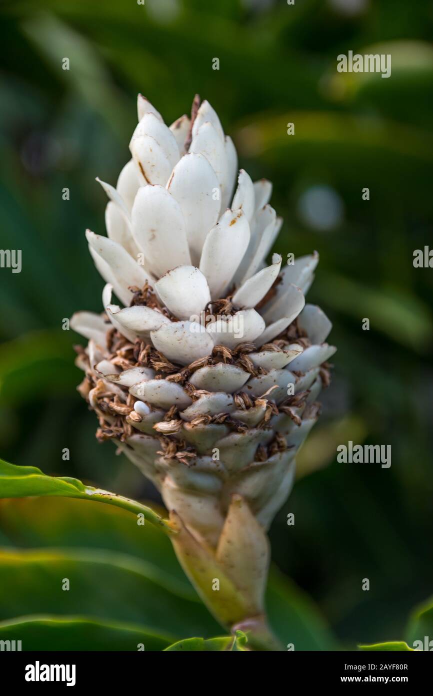 A white cone ginger plant in Maui, Hawaii Stock Photo Alamy