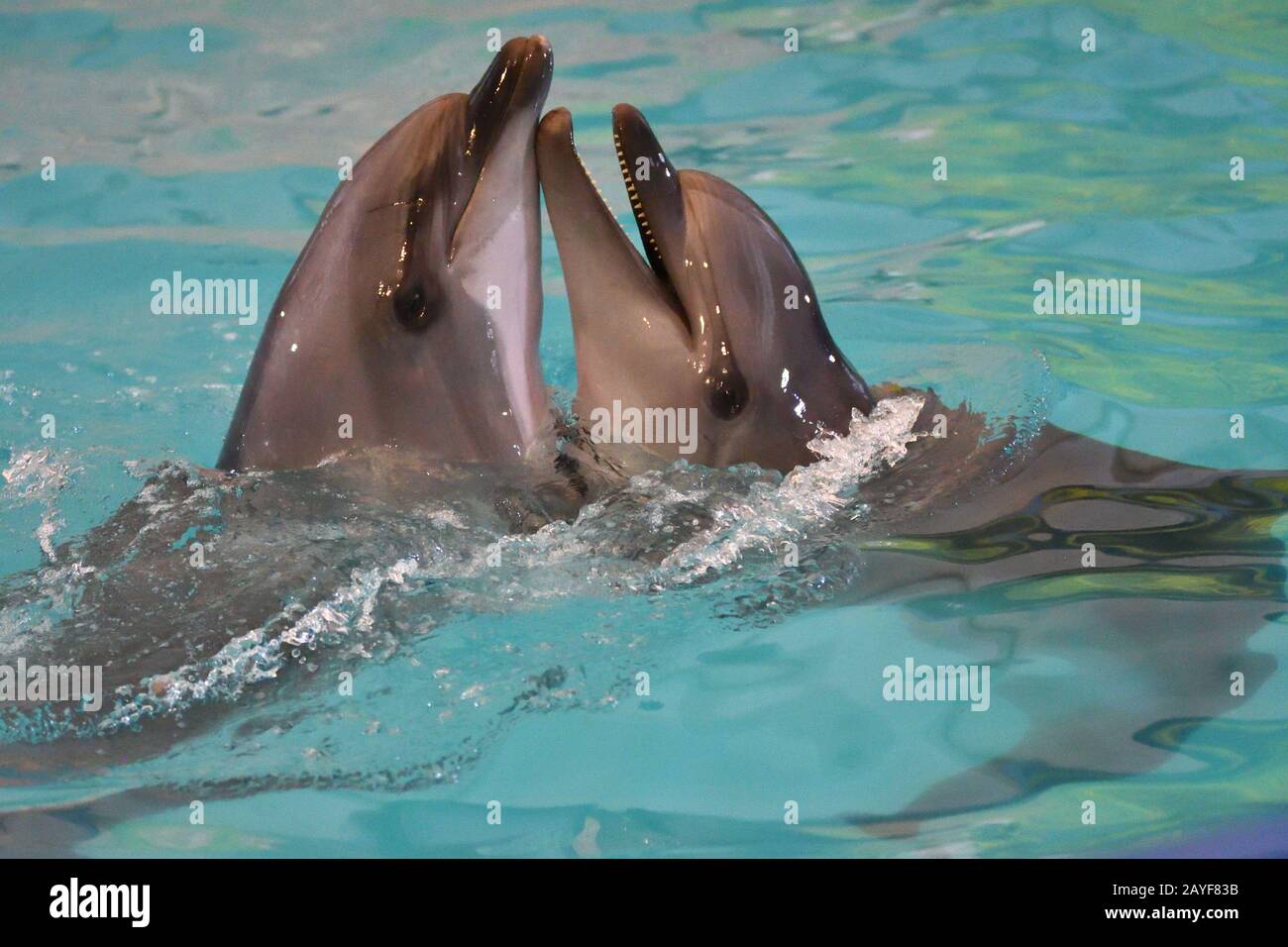 A pair of dolphins swim and play in the water Stock Photo
