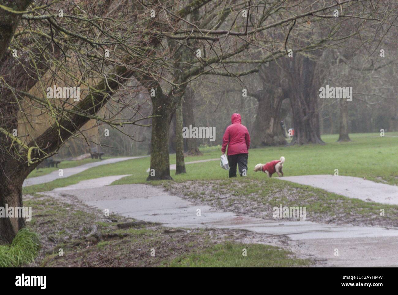Sidmouth, Devon, 15th February 2020. Despite the driving rain and gale foce winds, people were still out and about walking the dog in the Byes, Sidmouth, Devon. Credit: Photo Central/Alamy Live News Stock Photo