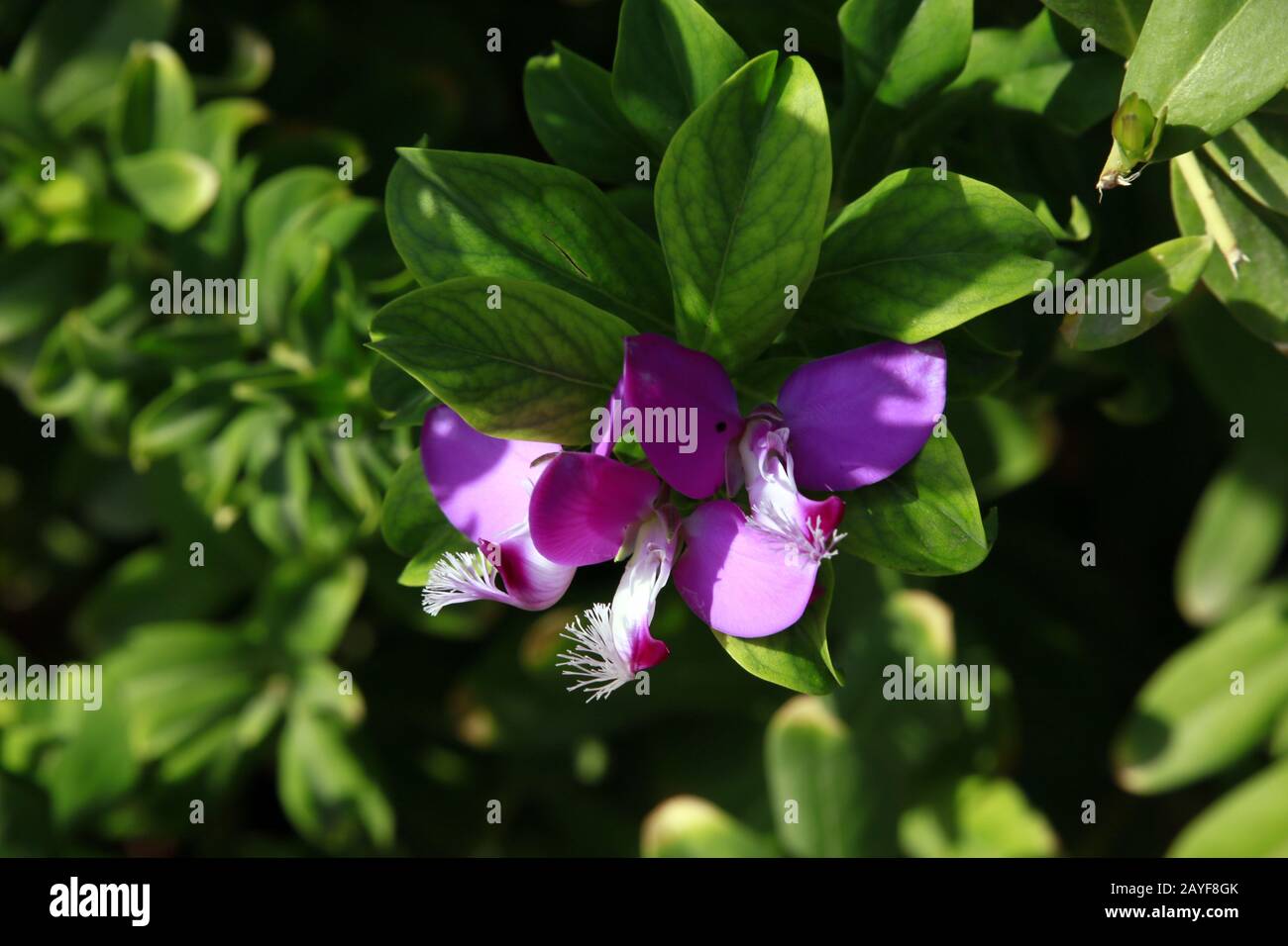 Myrtle finial (Polygala myrtifolia) - shrub with purple flowers Stock Photo