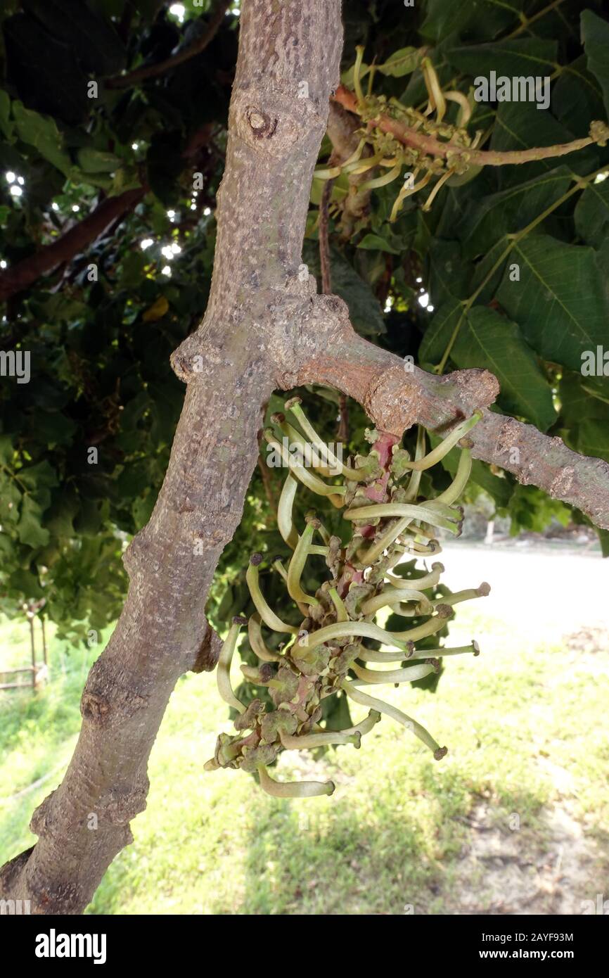 female inflorescences of the carob tree (Ceratonia siliqua Stock Photo