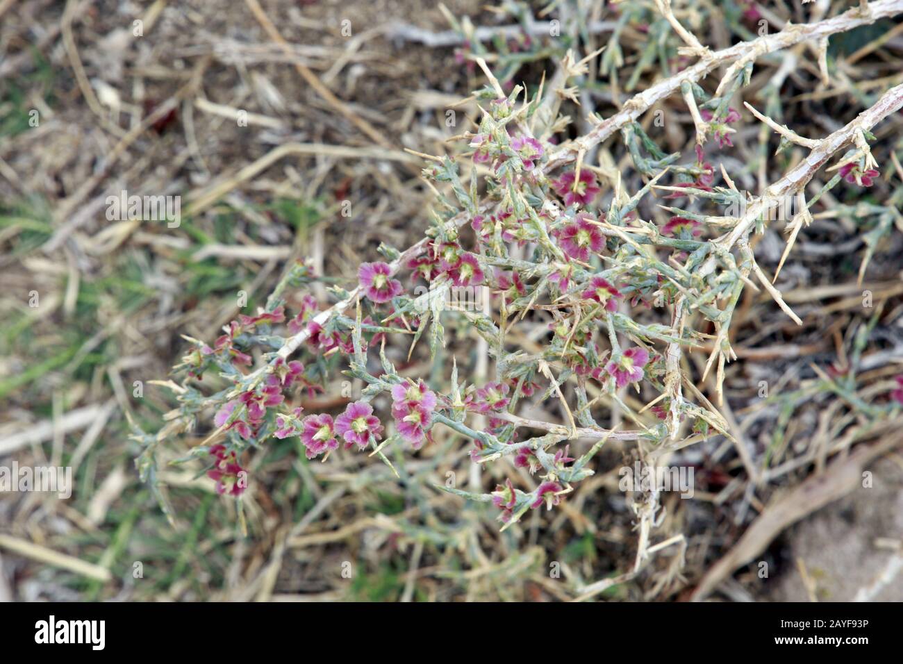 prickly Russian thistle, windwitch,common saltwort (Salsola tragus ssp. tragus) on the castle walls Stock Photo