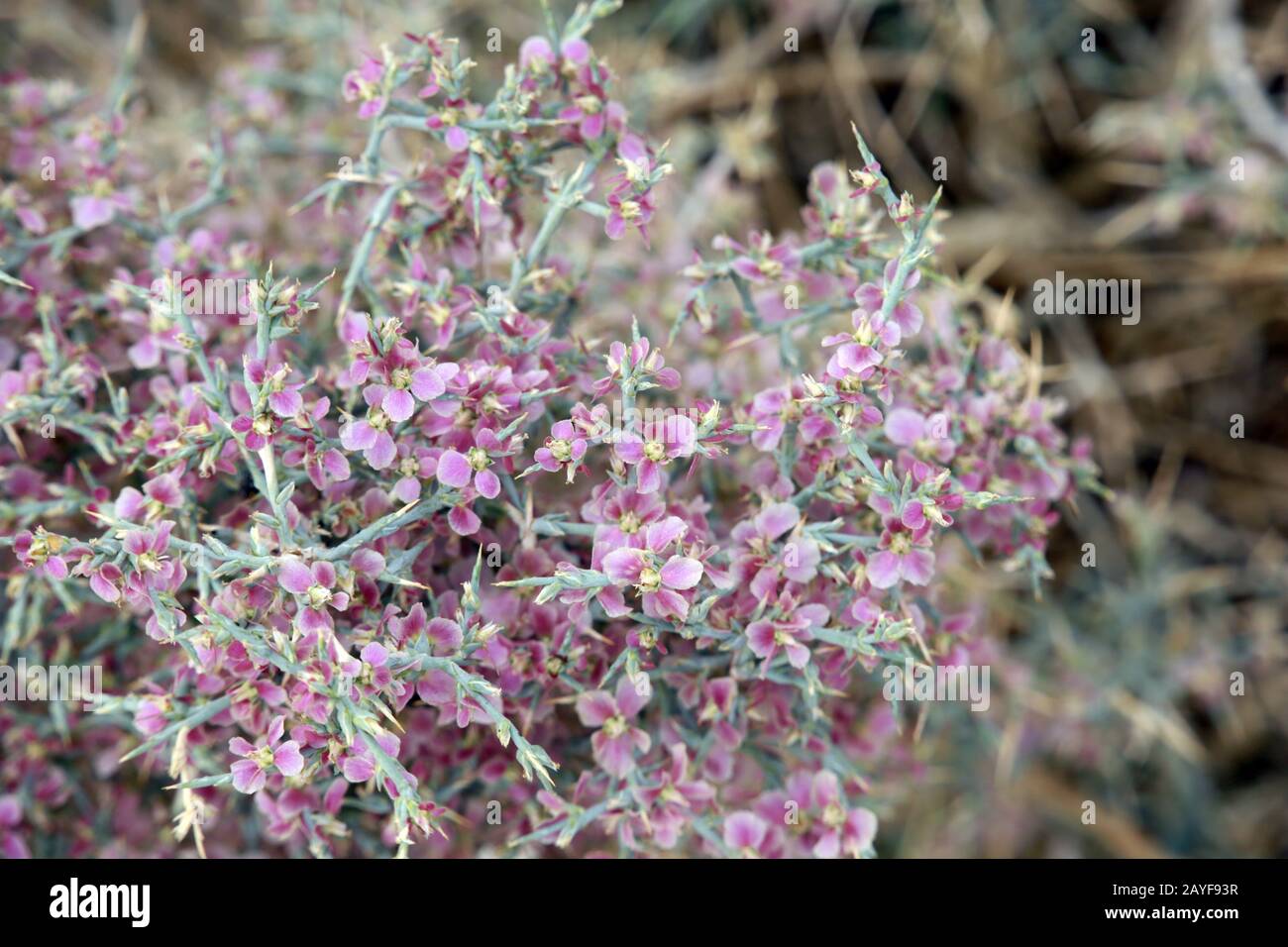 prickly Russian thistle, windwitch,common saltwort (Salsola tragus ssp. tragus) on the castle walls Stock Photo