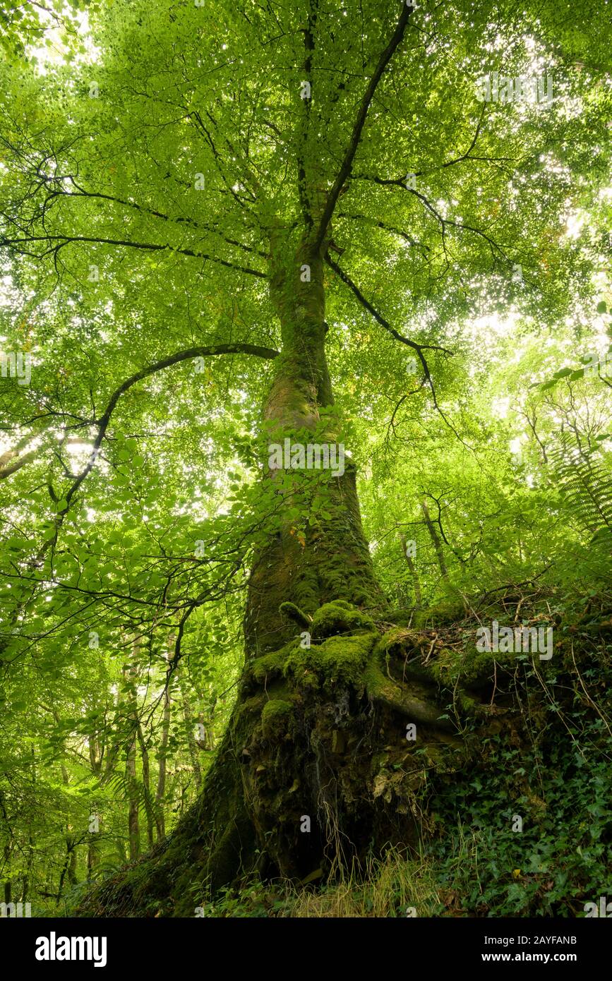 A beech tree growing on a hillside with its roots exposed due to soil erosion. Hawkcombe Woods National Nature Reserve, Exmoor, Somerset, England. Stock Photo