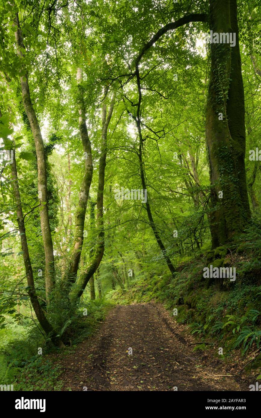 Europe nature trees pathway path hi-res stock photography and images ...