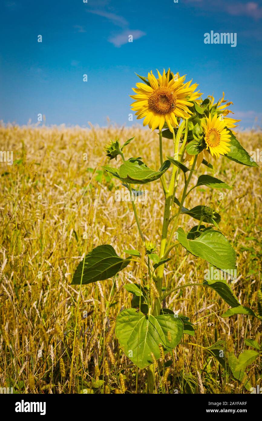 bright yellow fields with sunflowers and blue sky on a Sunny summer day ...