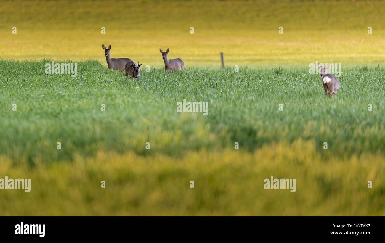 Four roe deer hi-res stock photography and images - Alamy
