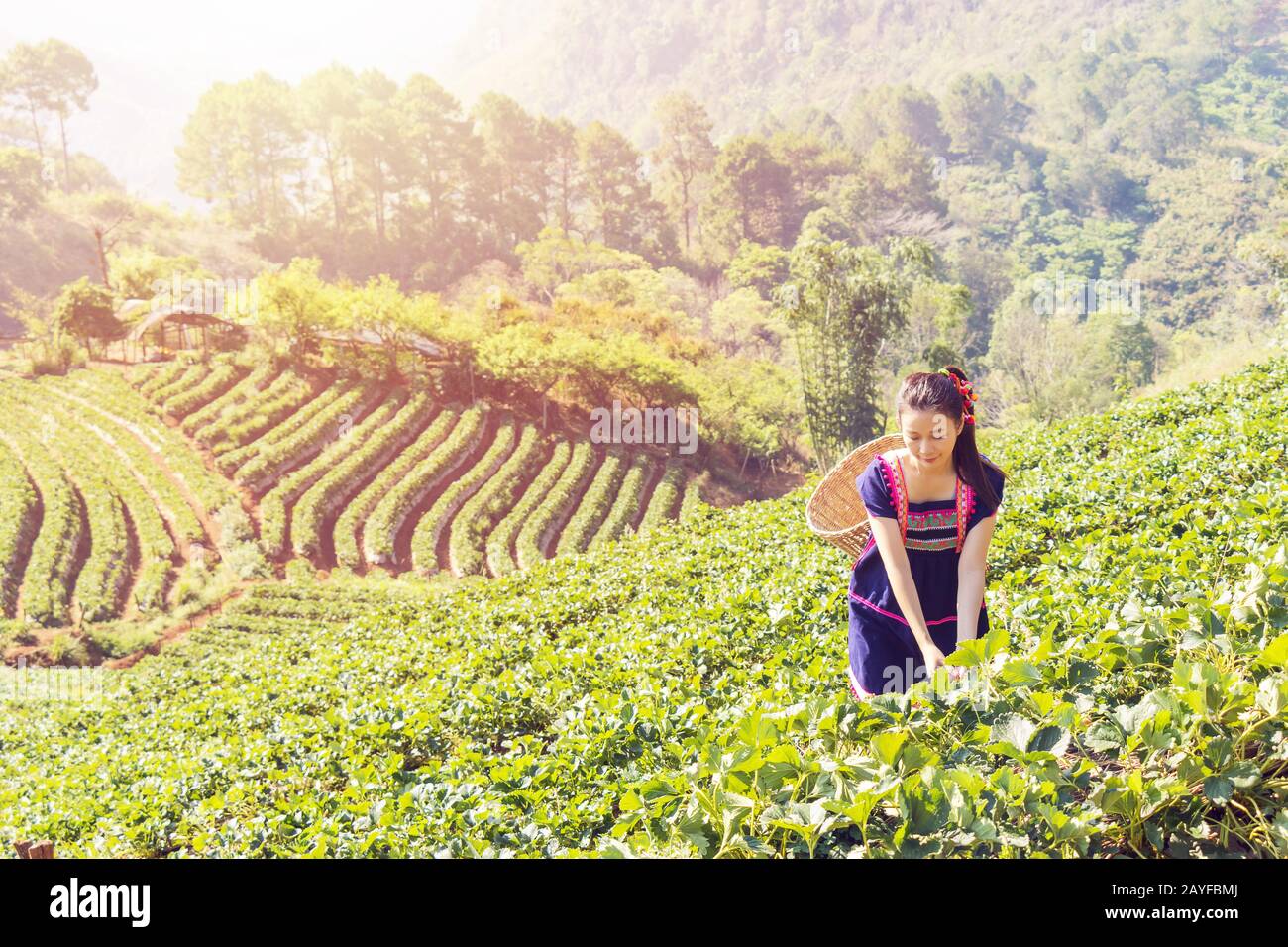 Young Tribal Asian women from Thailand picking tea leaves on tea field plantation in the morning at doi ang khang national park , Chiang Mai, Thailand Stock Photo