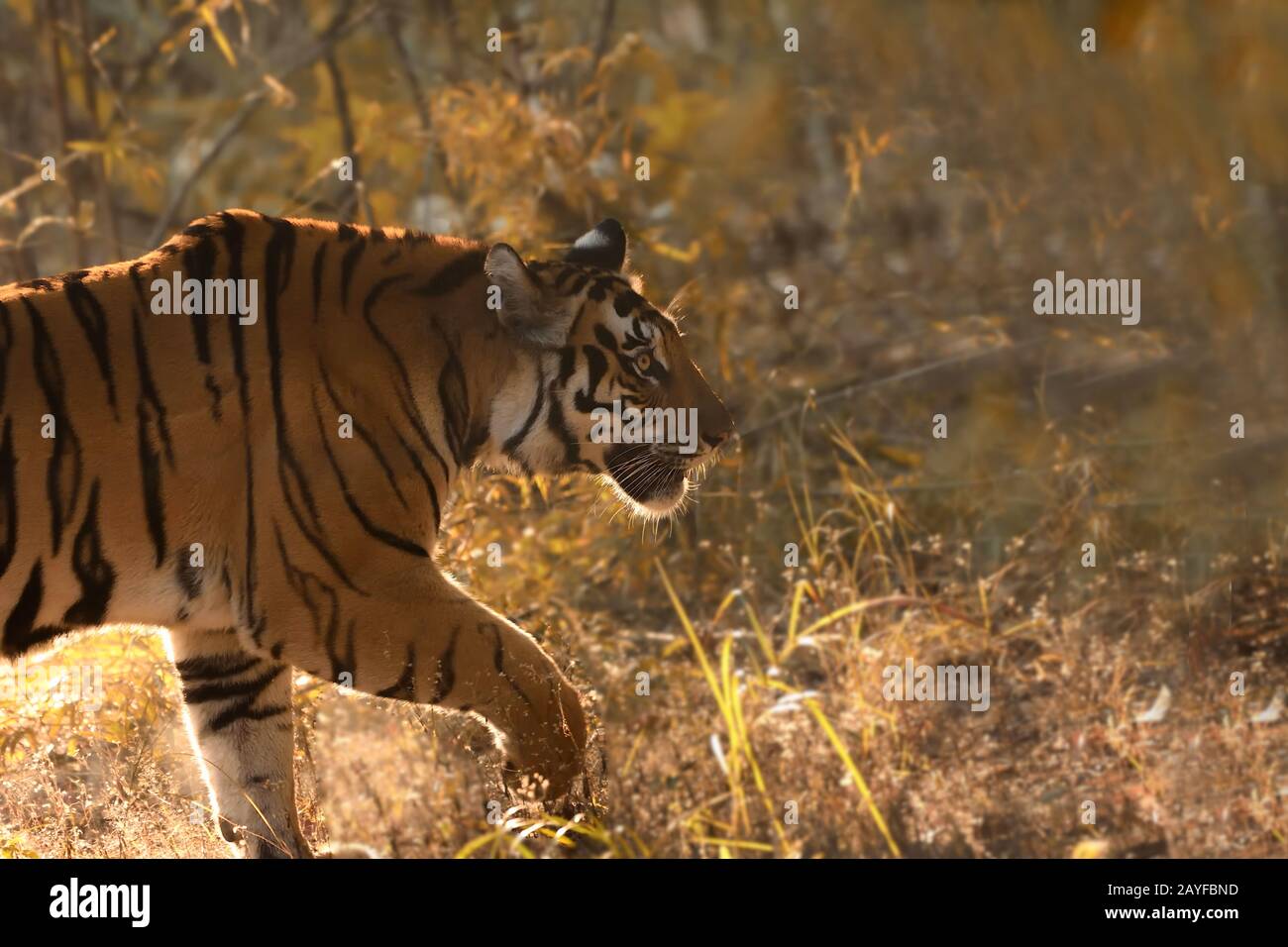 Side view portrait of a female tiger crossing road, this male tiger is from Bandhavgarh tiger reserve. Stock Photo