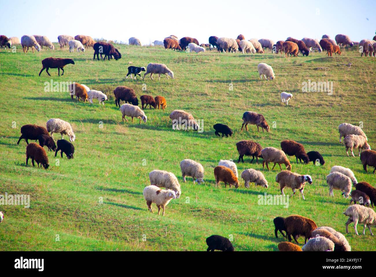 Flock of Sheep in a green meadow curiously looking at camera Stock ...