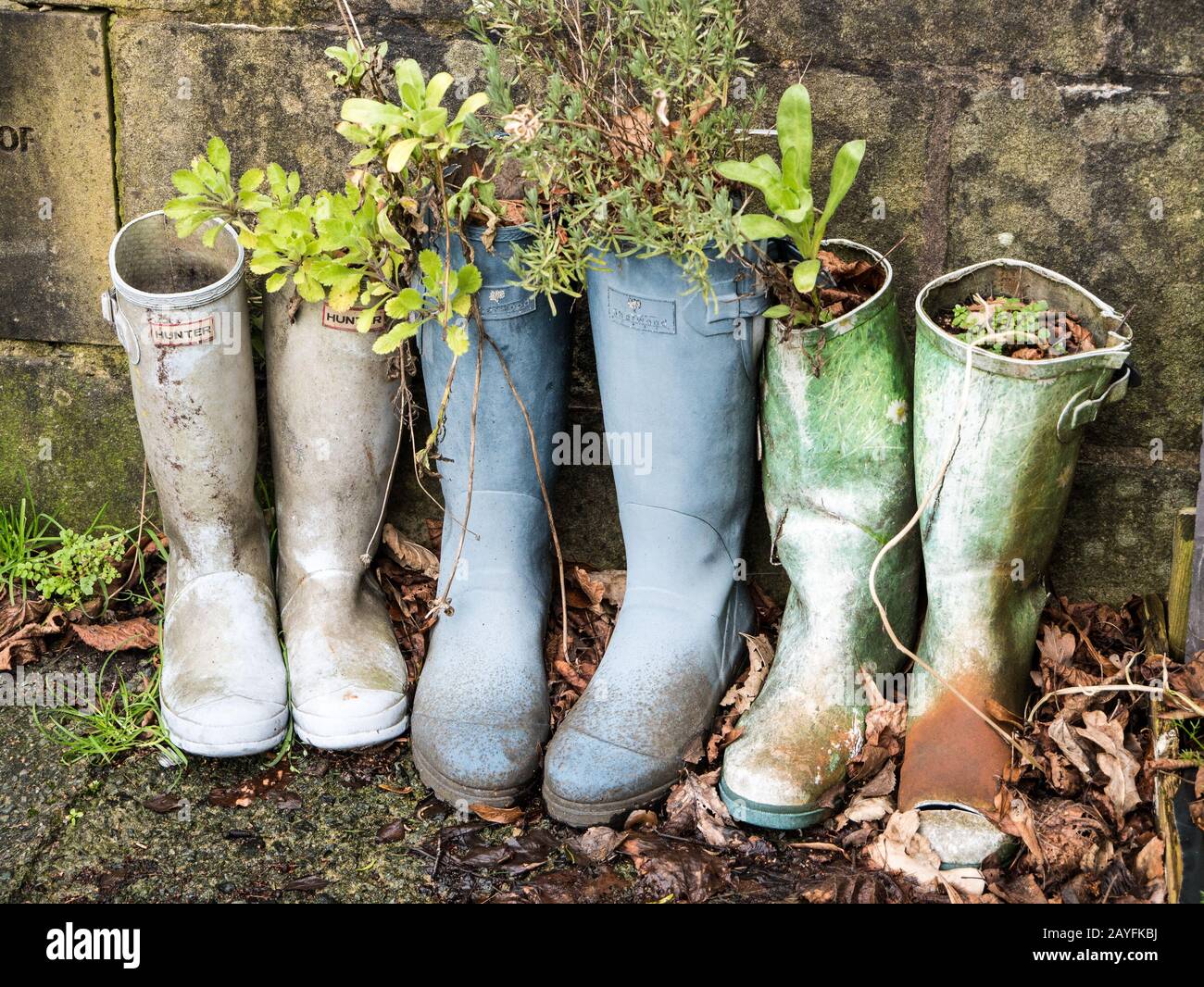 Wellington boots used as planters Stock Photo - Alamy