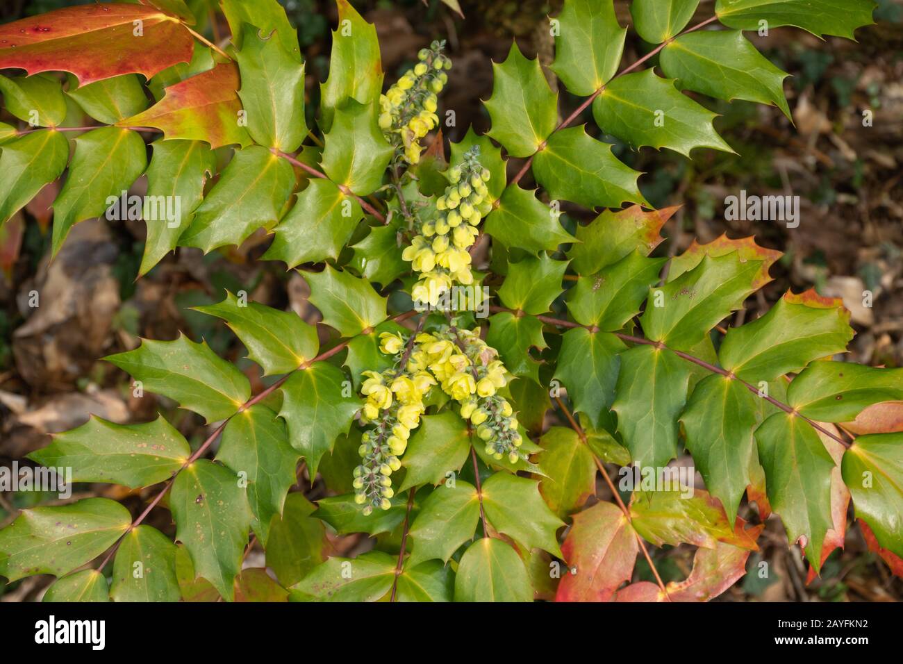 Mahonia bush flowering in February with colourful red leaves, UK Stock Photo