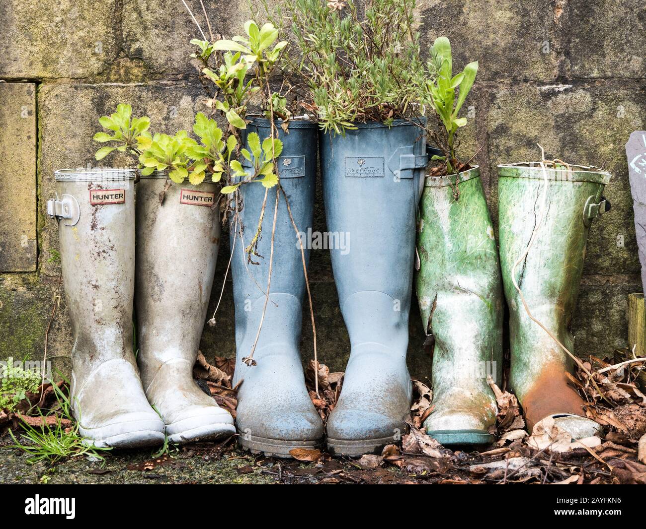 Wellington boots used as planters Stock Photo - Alamy