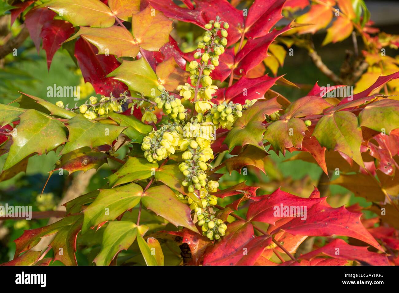 Mahonia bush flowering in February with colourful red leaves, UK Stock Photo