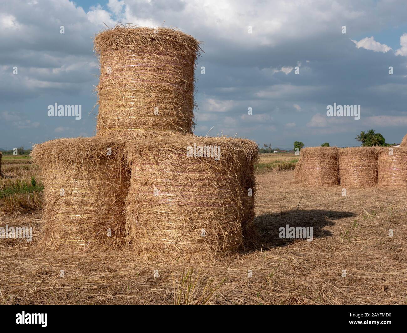 Rice straw bales Stock Photo Alamy