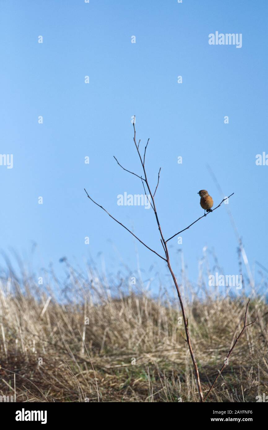 Stonechat In Flight Passerine bird in flight hi-res stock photography and images - Alamy