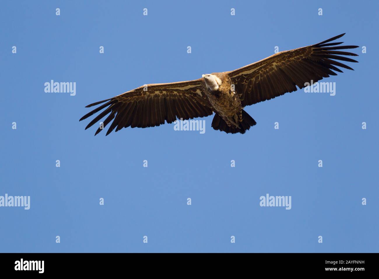 Ethiopian vultures hi-res stock photography and images - Alamy