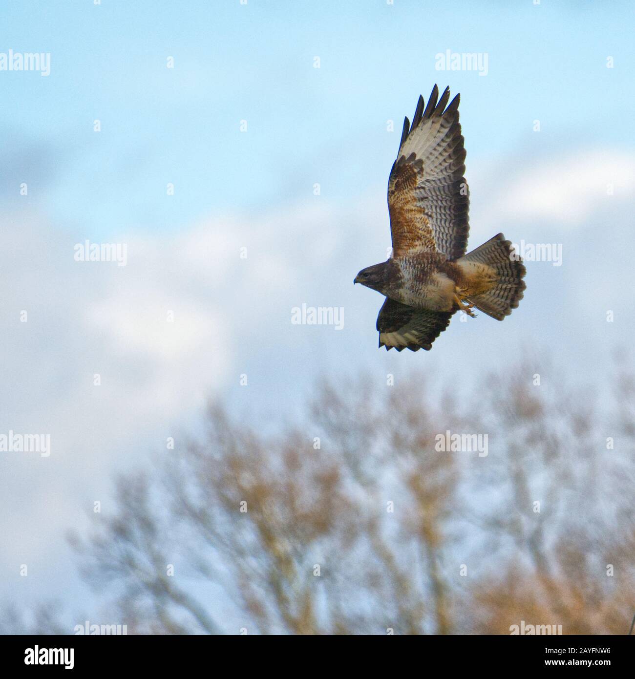 Common Buzzard Stock Photo