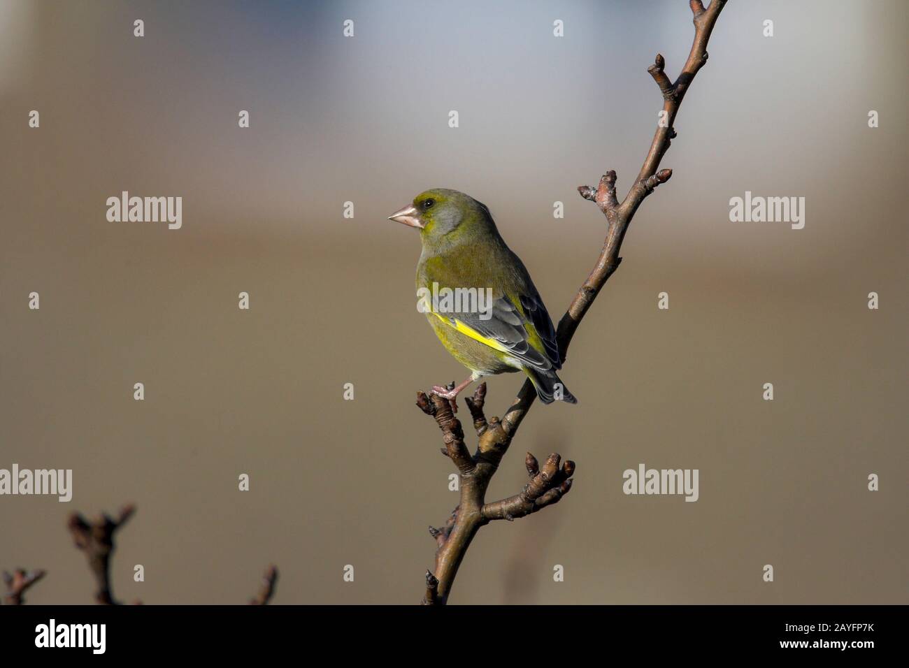Greenfinch Caruelis chloris (Fringillidae) perching on a twig with out of focus backgeound, Northamptonshire, Engloand UK. Stock Photo
