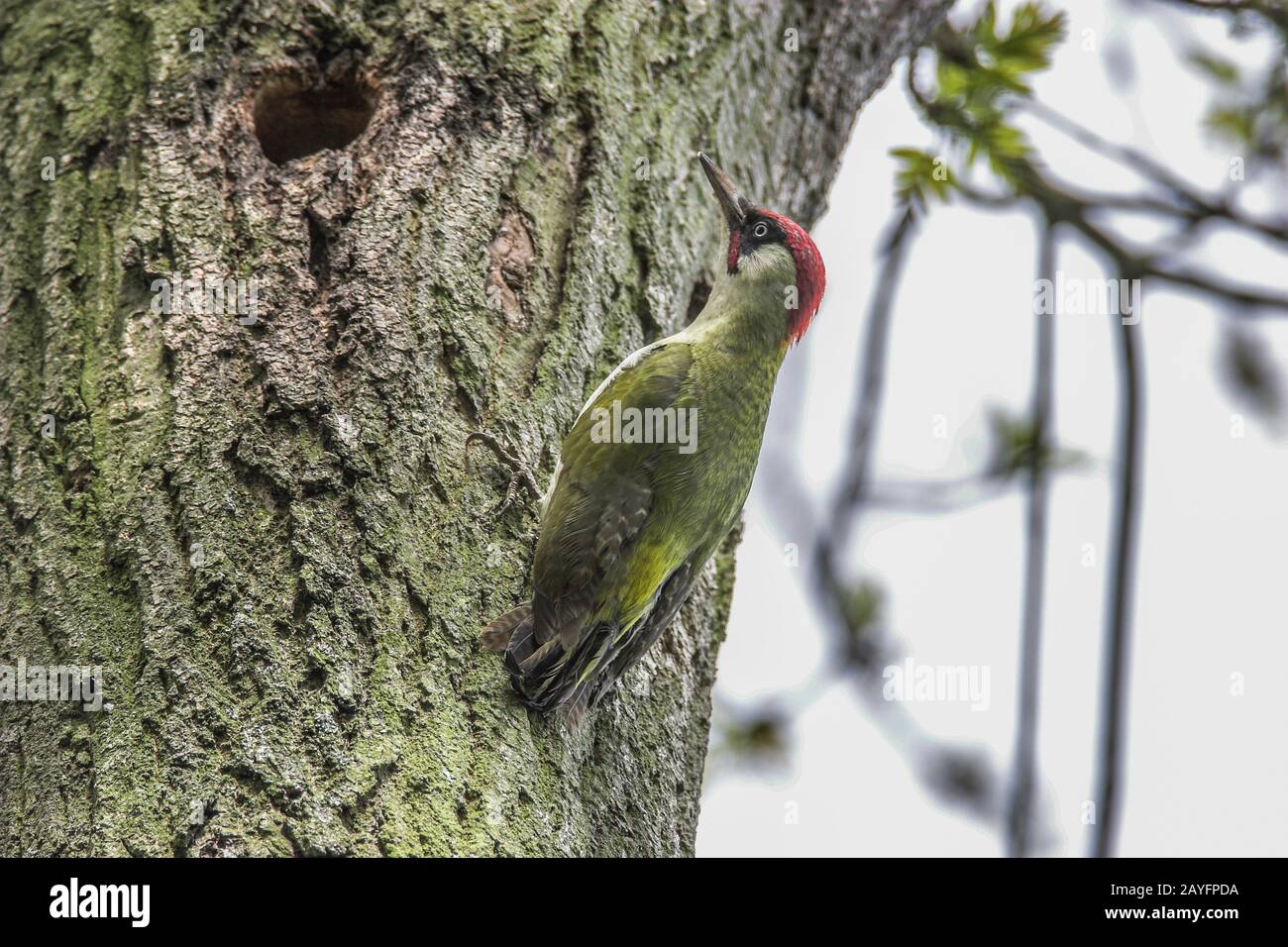 Green woodpecker uk nest hi-res stock photography and images - Alamy