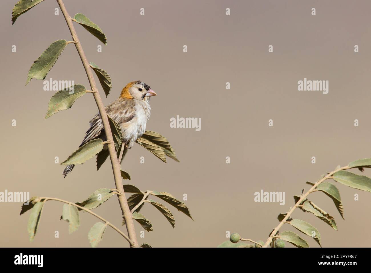Speckle-fronted weaver Sporopipes frontalis, adult, perched on branch, Jemma Valley, Ethiopia in February. Stock Photo