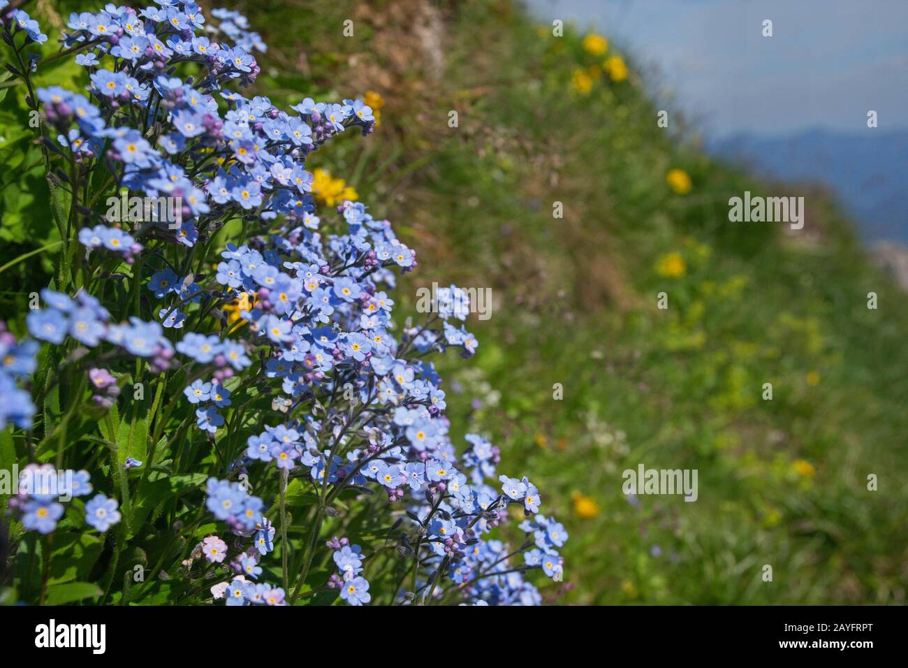 Alpine forget-me-not (Myosotis alpestris), blooming, Germany, Bavaria Stock Photo