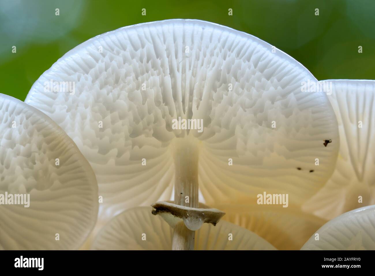 porcelain fungus (Oudemansiella mucida), underside of the hat with gills, Germany, North Rhine-Westphalia Stock Photo