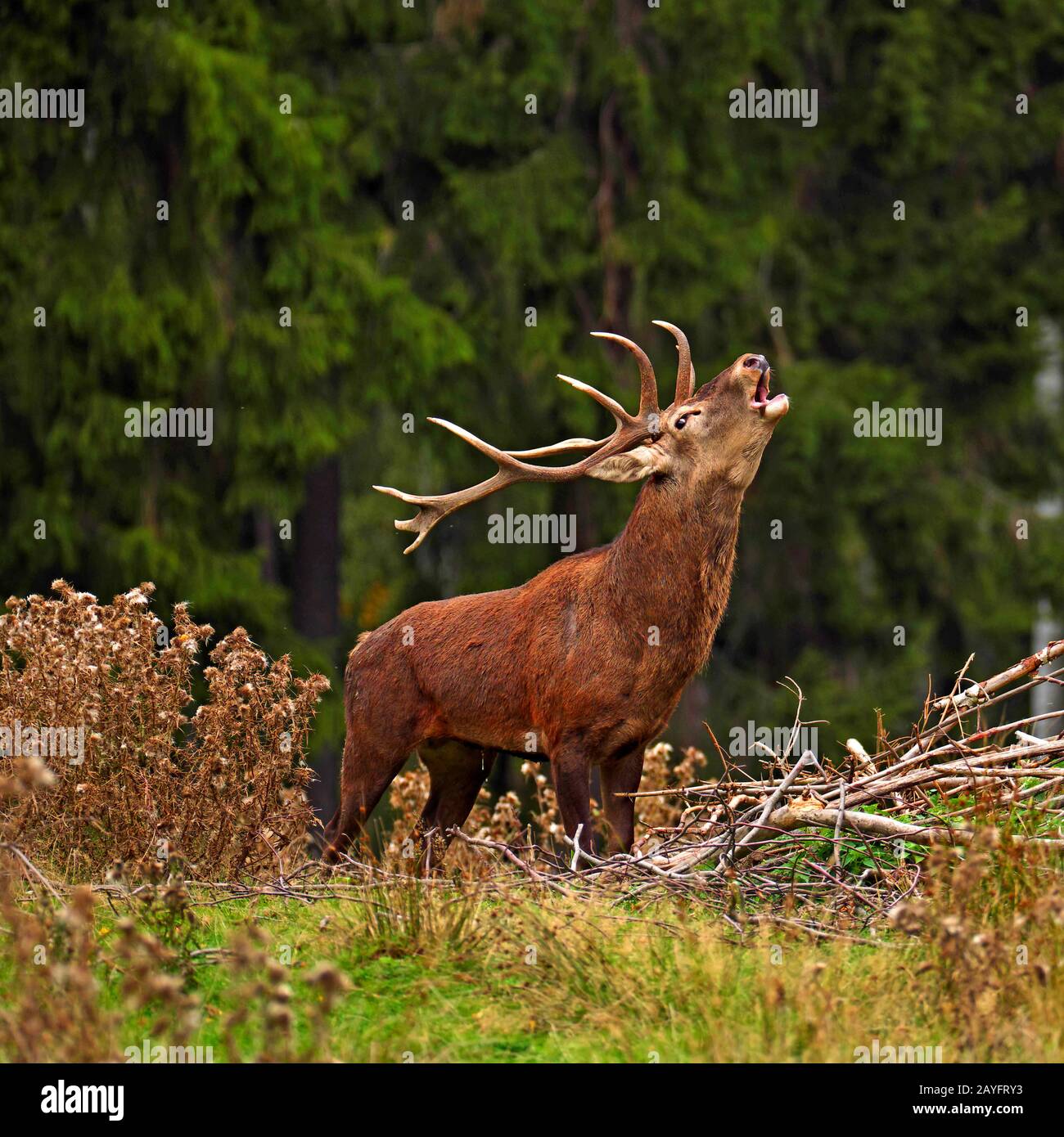 red deer (Cervus elaphus), roaring stag on a clearing, Germany, Saxony Stock Photo