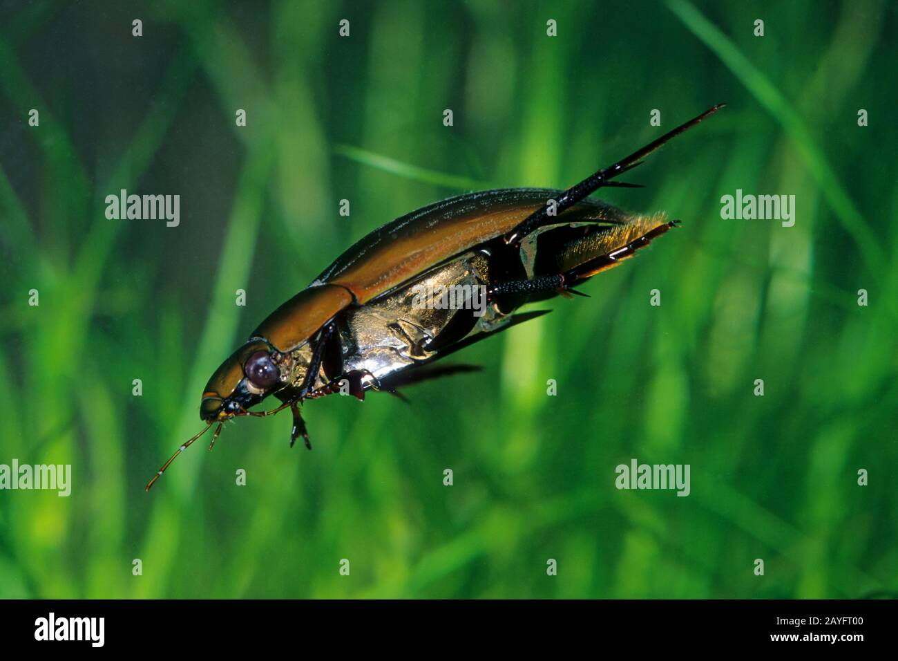 Greater silver beetle, Great black water beetle, Great silver water beetle, Diving water beetle (Hydrophilus piceus, Hydrous piceus), swimming, Germany Stock Photo