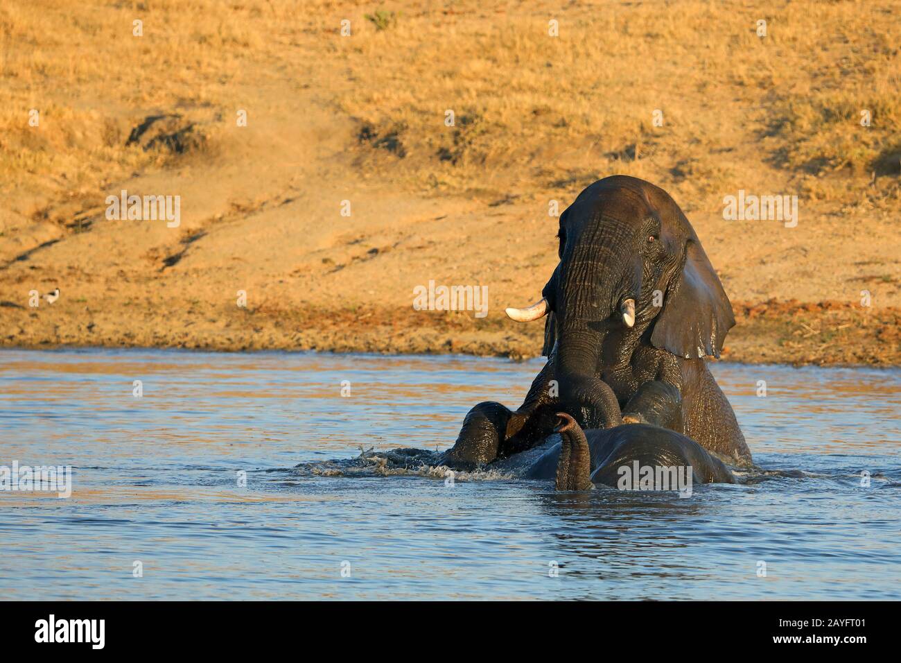 African elephant (Loxodonta africana), two elephants play in the water, South Africa, Kwazulu-Natal, Mkhuze Game Reserve Stock Photo