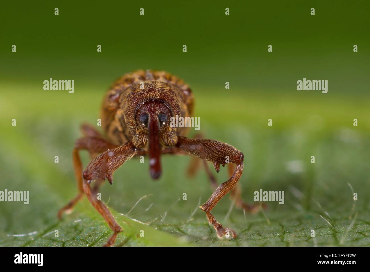 weevil (Anthonomus pinivorax), front view, Germany Stock Photo