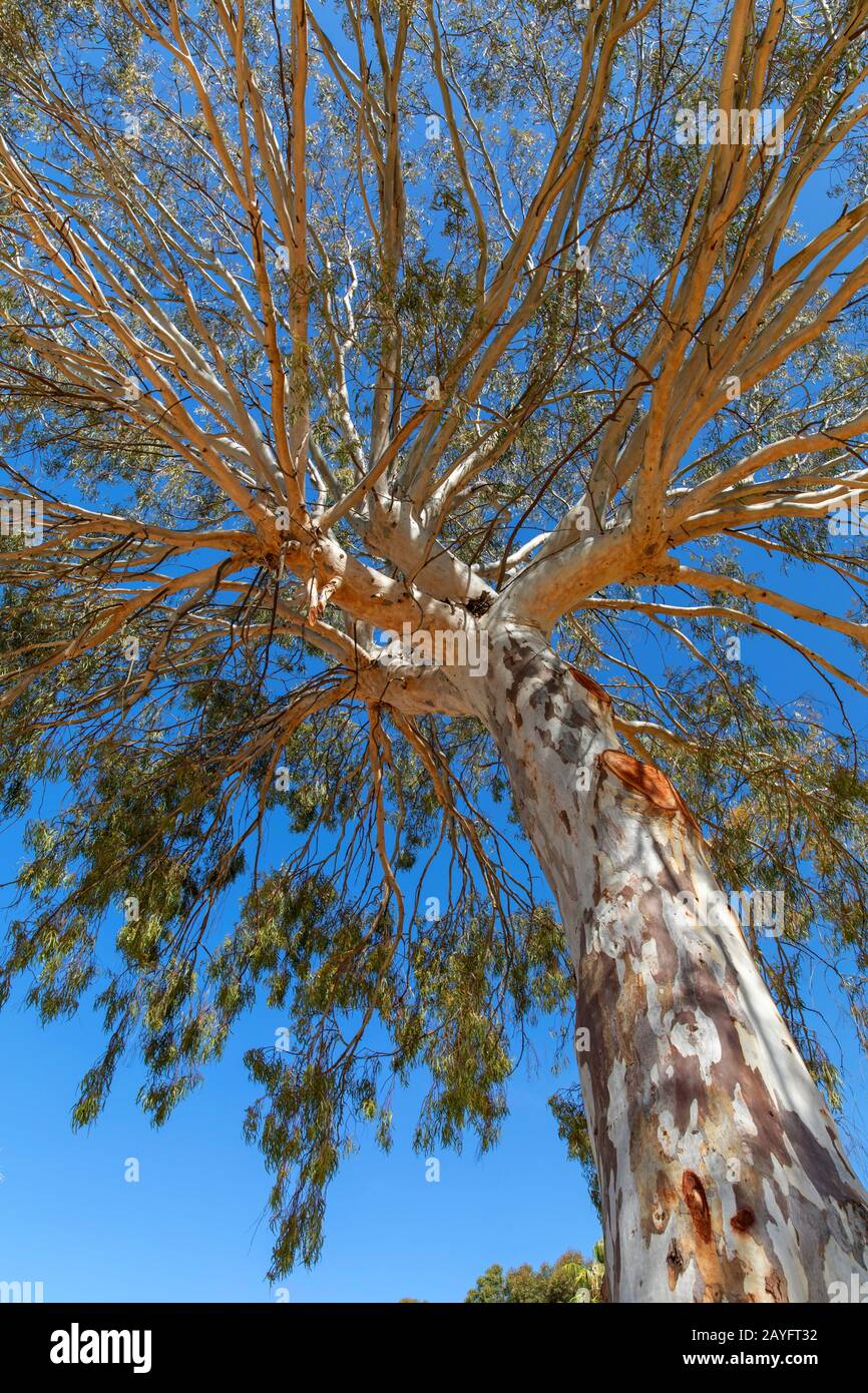 eucalyptus, gum (Eucalyptus spec.), view into tree top, Spain, Andalusia, Huelva Stock Photo
