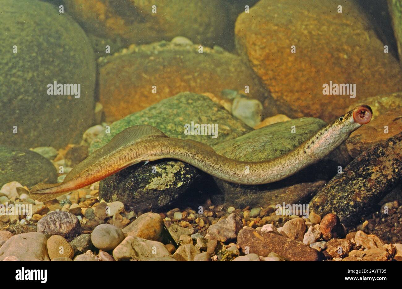 river lamprey, lampern, European river lamprey (Lampetra fluvialis), milkner after spawing run in freshwater Stock Photo