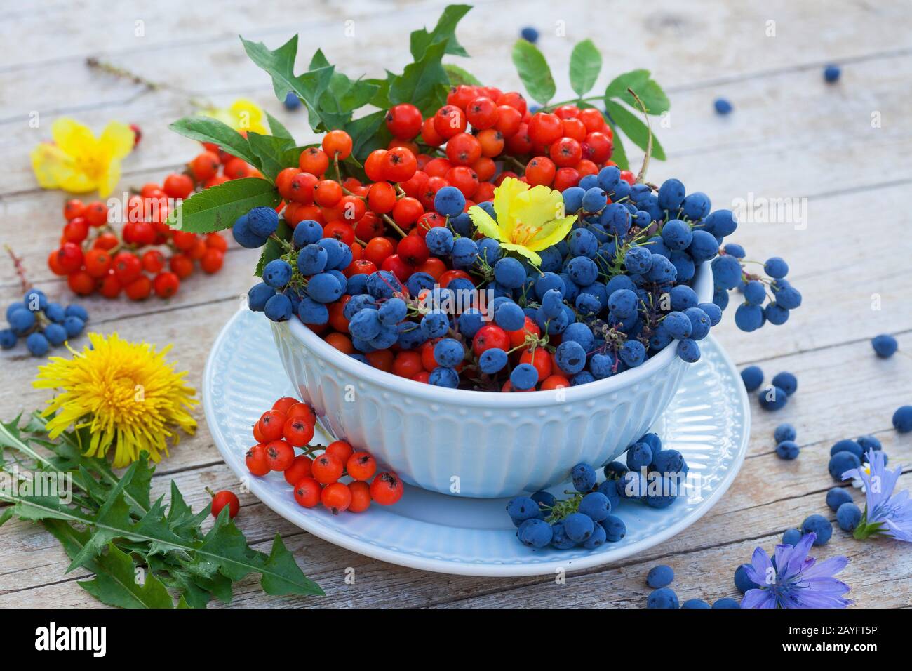 bowl with mountain grapes and rowan tree berries, decoratet with flowers of dandelion and blue sailors, Germany Stock Photo