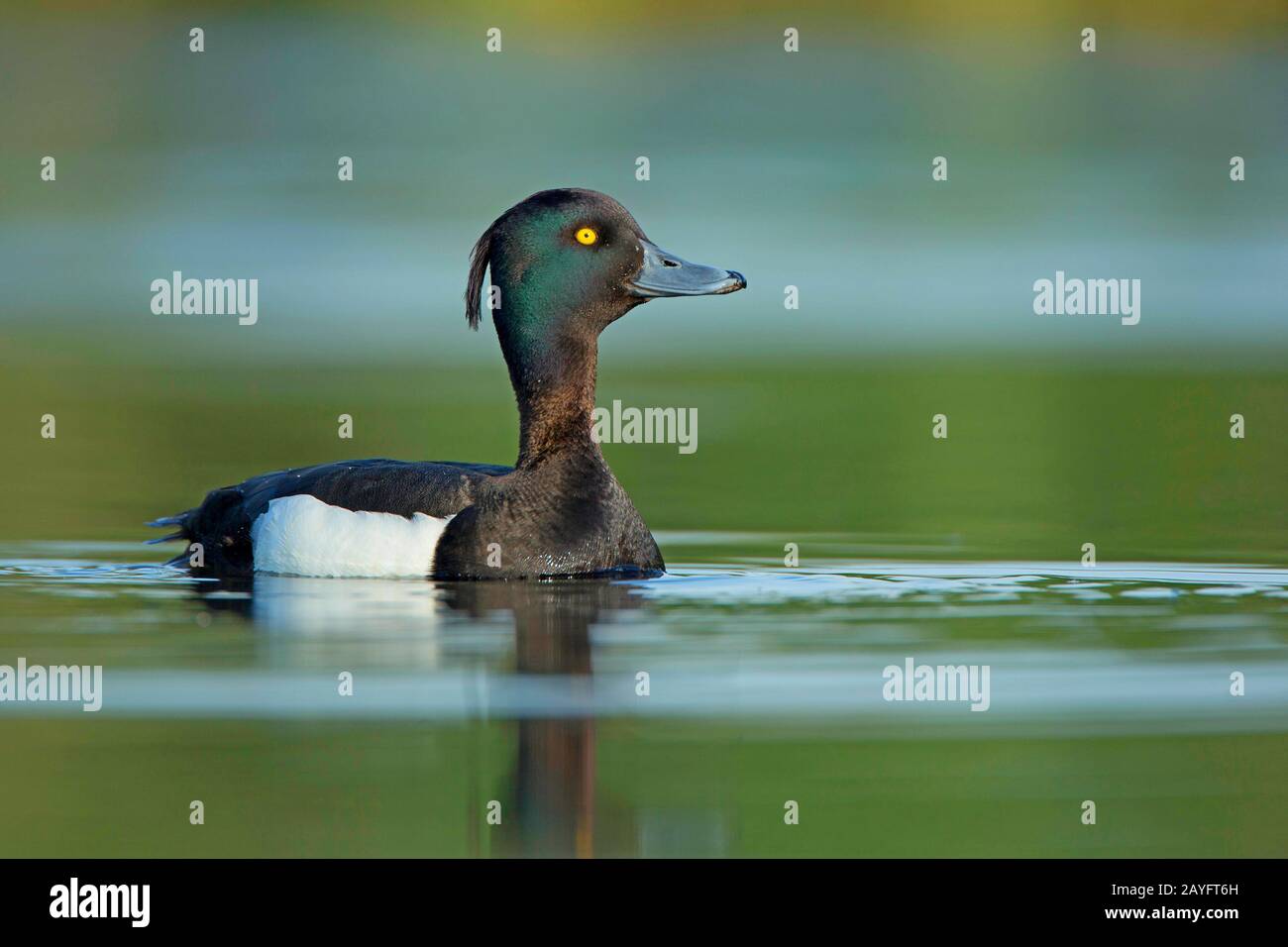 Lokeren hi-res stock photography and images - Alamy