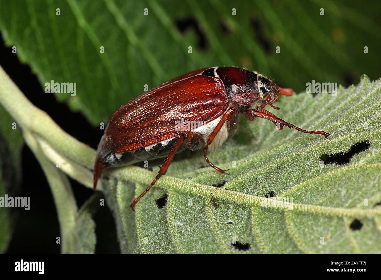 Forest cockchafer (Melolontha hippocastani), on a leaf, Germany Stock Photo