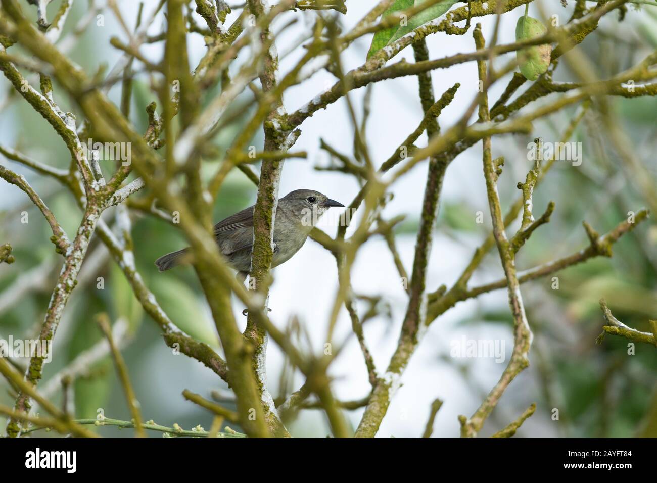 Certhidea olivacea mentalis hires stock photography and images Alamy
