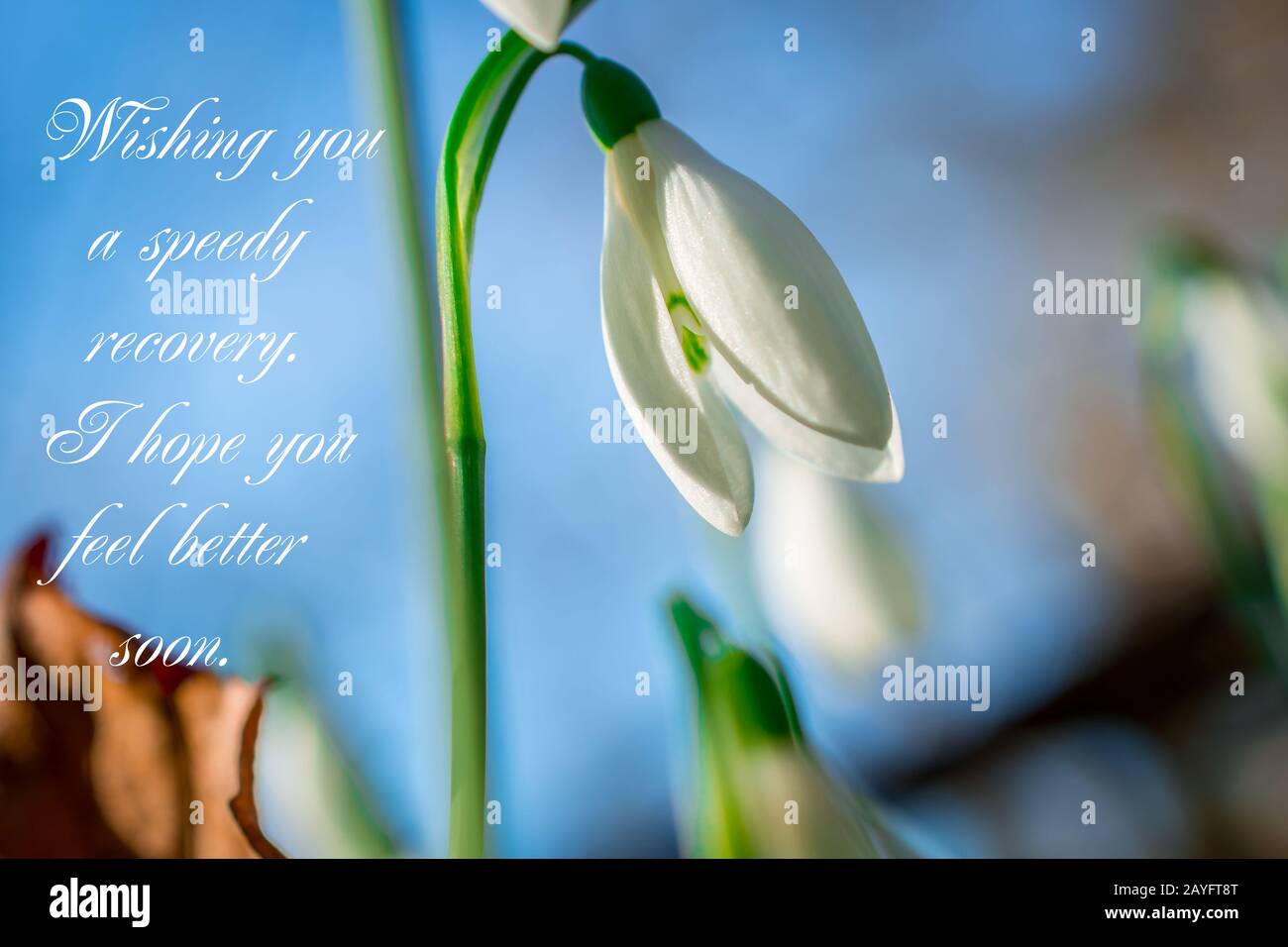 white flowers on black background with text get well soon Stock Photo