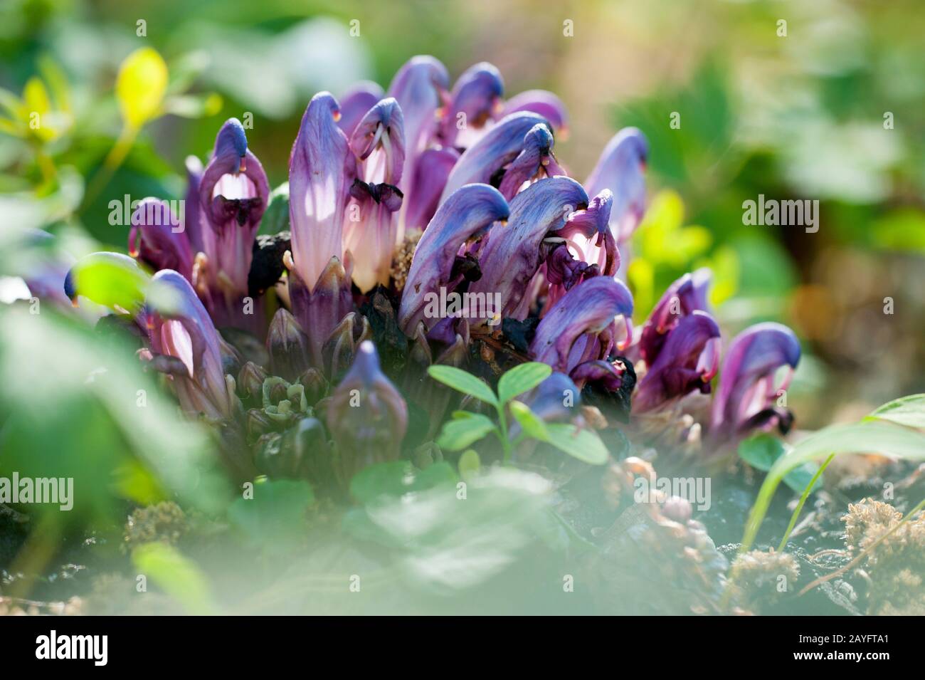 Purple Toothwort, Hidden toothwort (Lathraea clandestina, Clandestina purpurea, Clandestina penduliflora), blooming Stock Photo