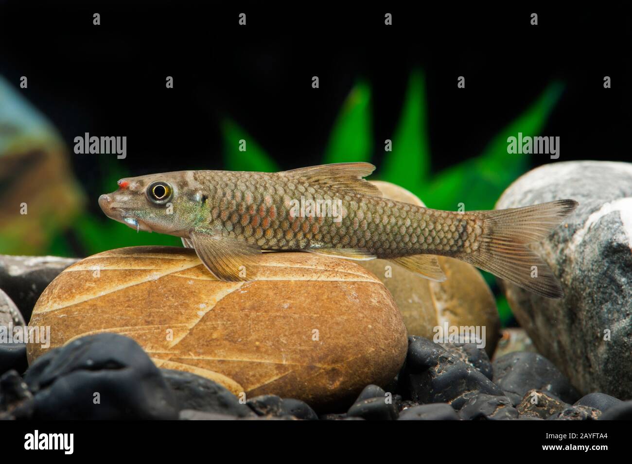 Rhino garra (Garra bicornuta), lying on a stone Stock Photo