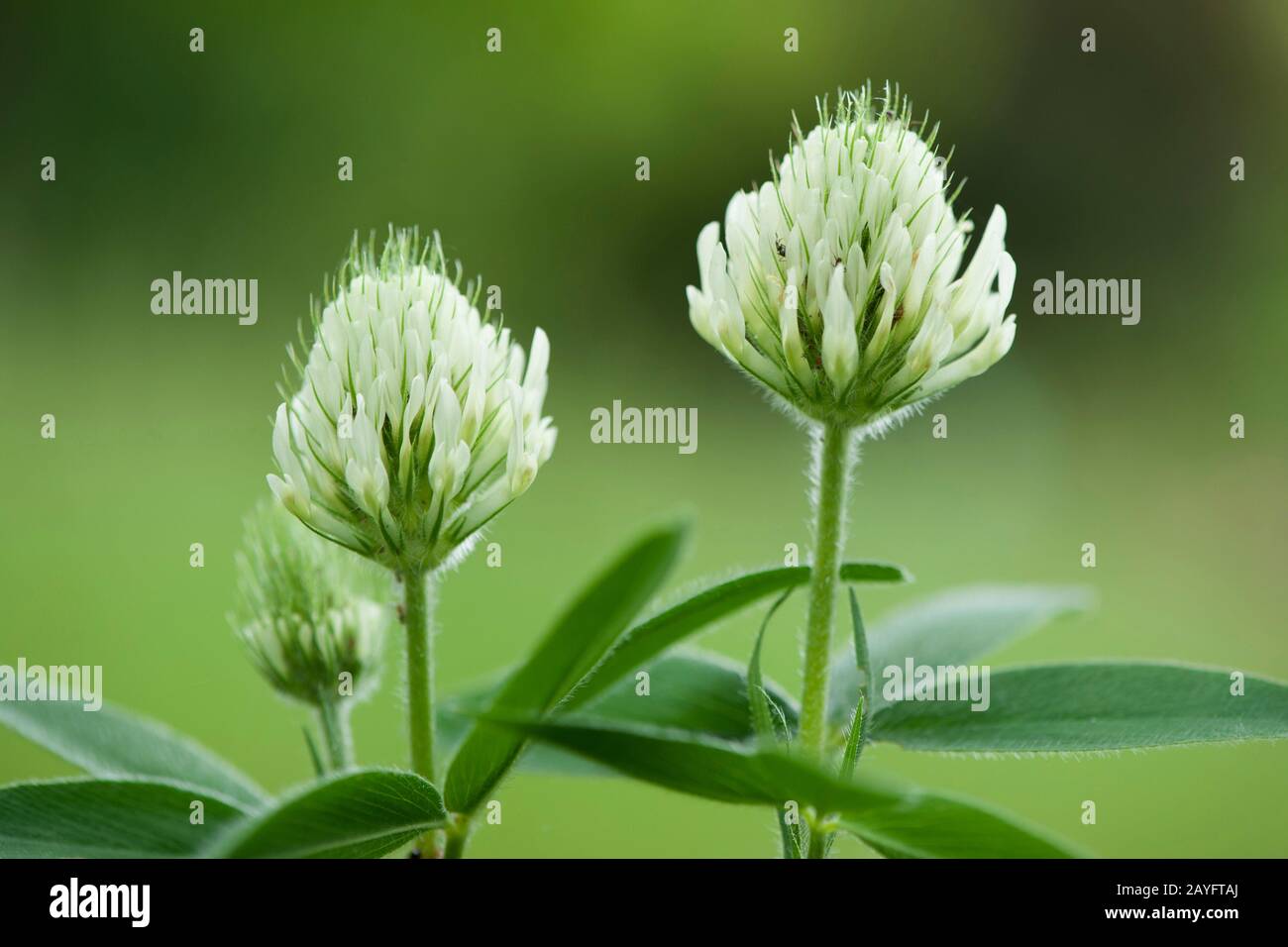 Hungarian Clover (Trifolium pannonicum), blooming Stock Photo