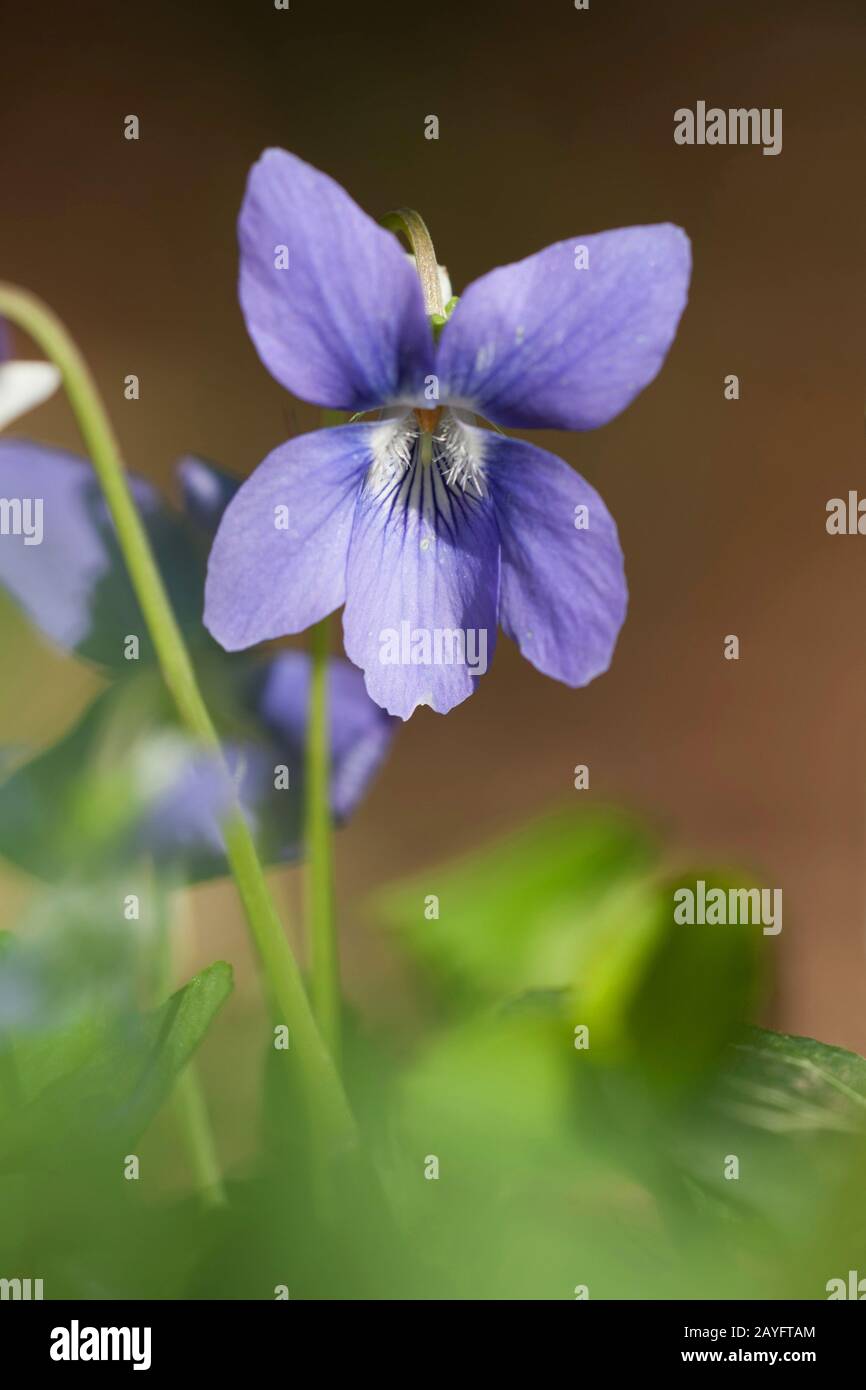 common violet, common dogviolet (Viola riviniana), flower, Germany