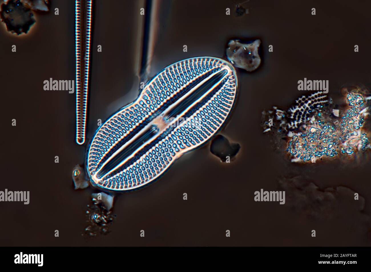 diatom (Diatomeae), in Phase contrast microscopy, Germany Stock Photo