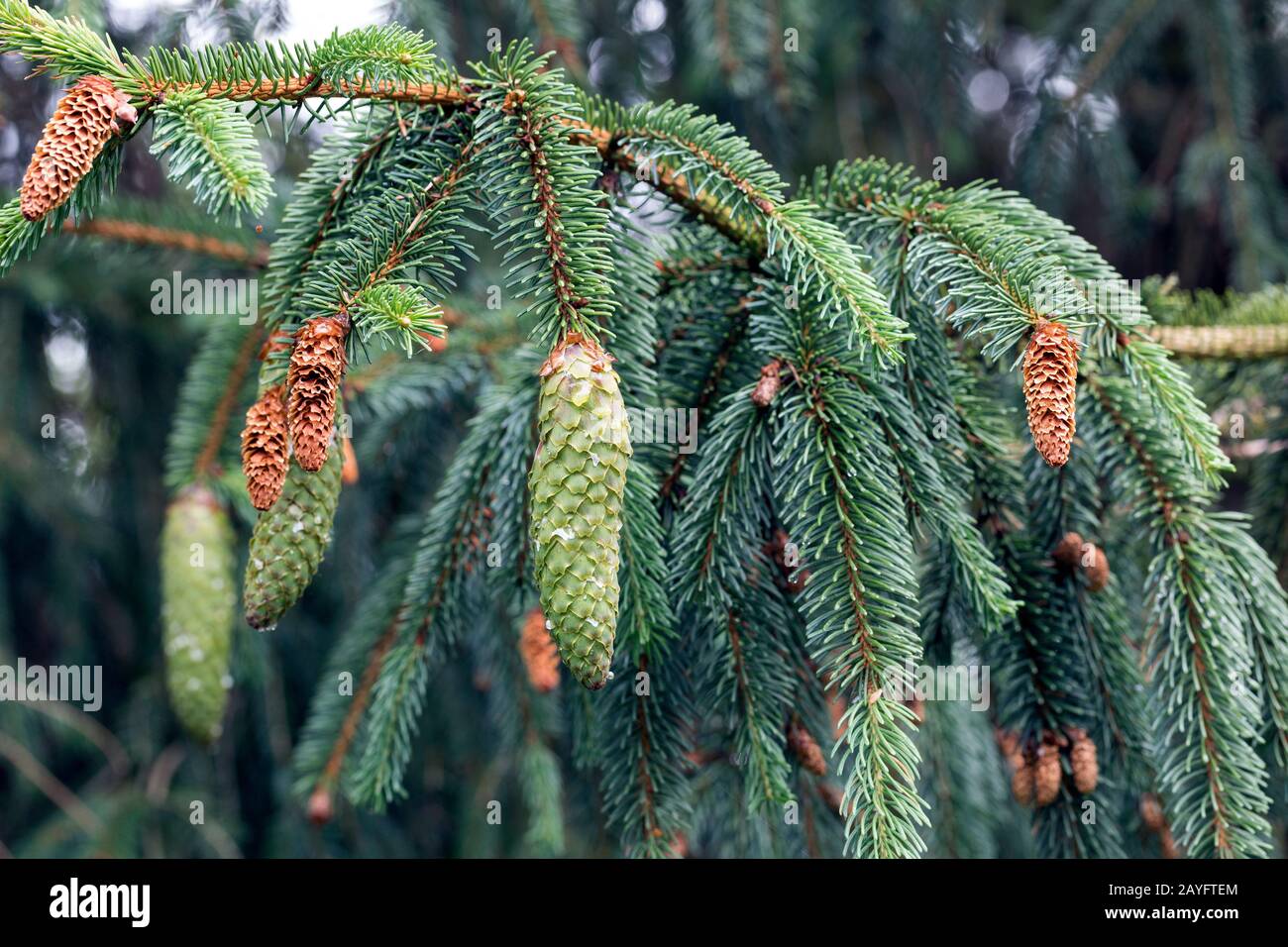 Norway spruce (Picea abies), branch iwth cones, Germany Stock Photo