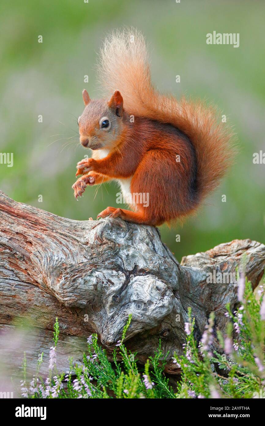 European red squirrel, Eurasian red squirrel (Sciurus vulgaris), sits on a fallen tree trunk, Switzerland Stock Photo