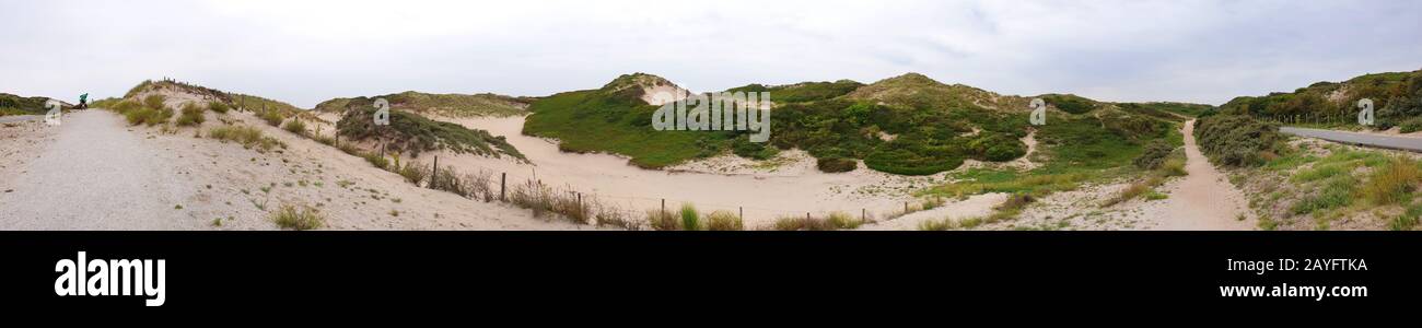 Common ragwort, Stinking willie, Tansy ragwort, Tansy ragwort (Senecio jacobaea), footway in the dunes, panoramic format, Netherlands, Noordwijk aan Zee Stock Photo