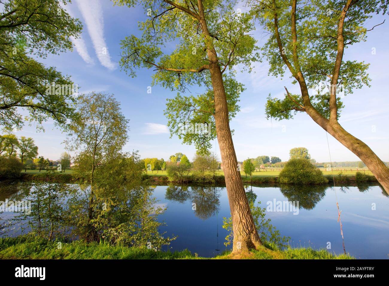 Canadian Poplar (Populus x canadensis), wetland area in Vosselare, Belgium, East Flanders, Vosselare, Ooidonk Stock Photo
