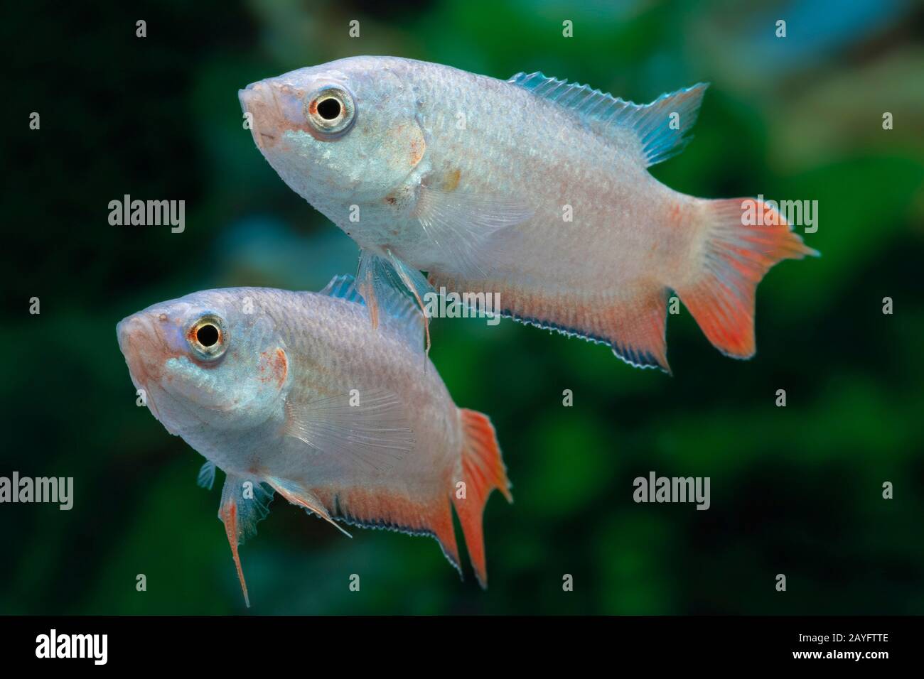 paradise fish, paradisefish, paradise gourami (Macropodus opercularis), swimming Stock Photo